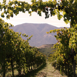 Aglianico - immagine 2